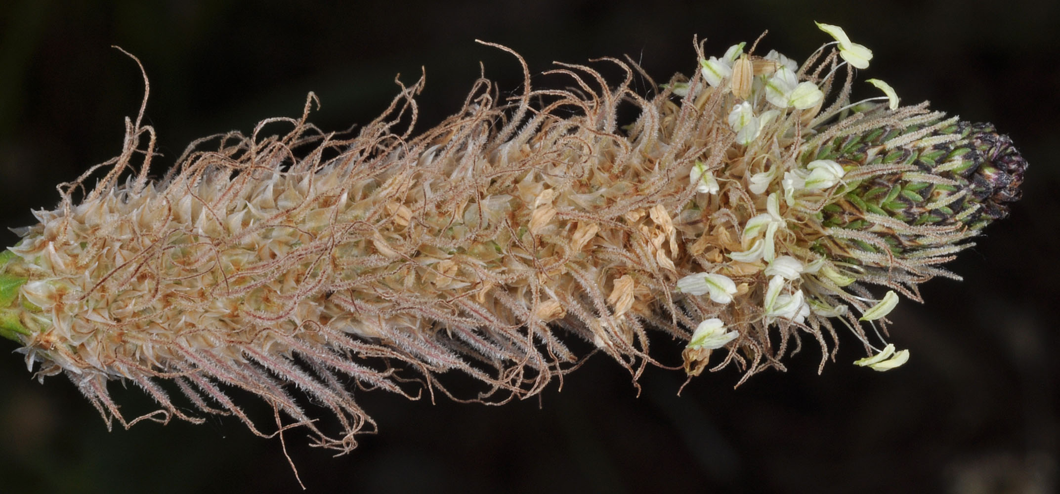 Flora of Eastern Washington Image: Plantago lanceolata