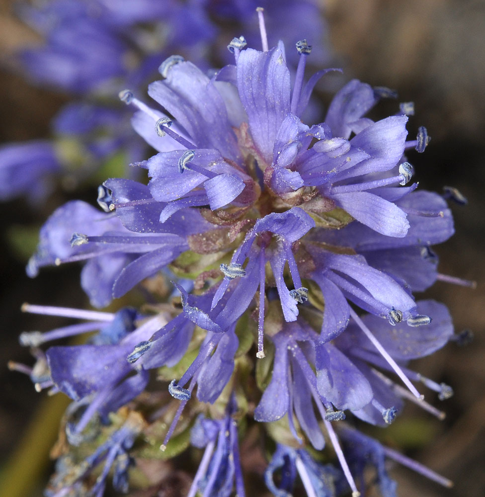 Flora of Eastern Washington Image: Synthyris missurica