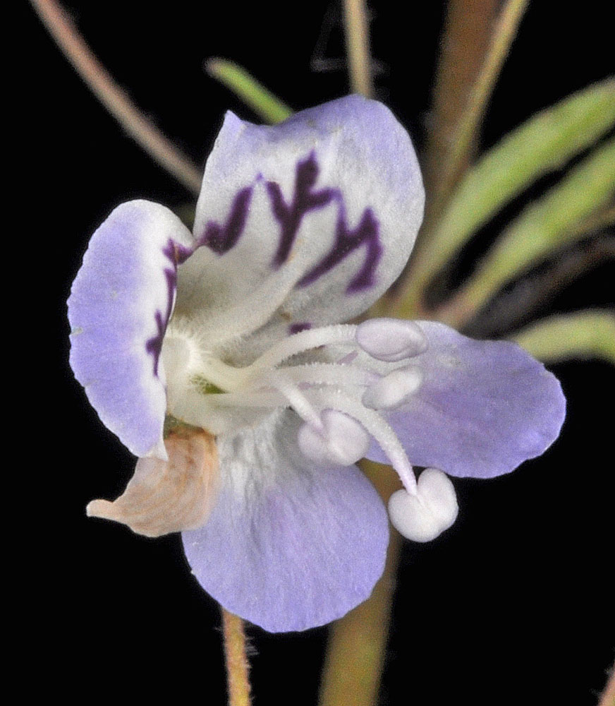 Flora of Eastern Washington Image: Tonella floribunda