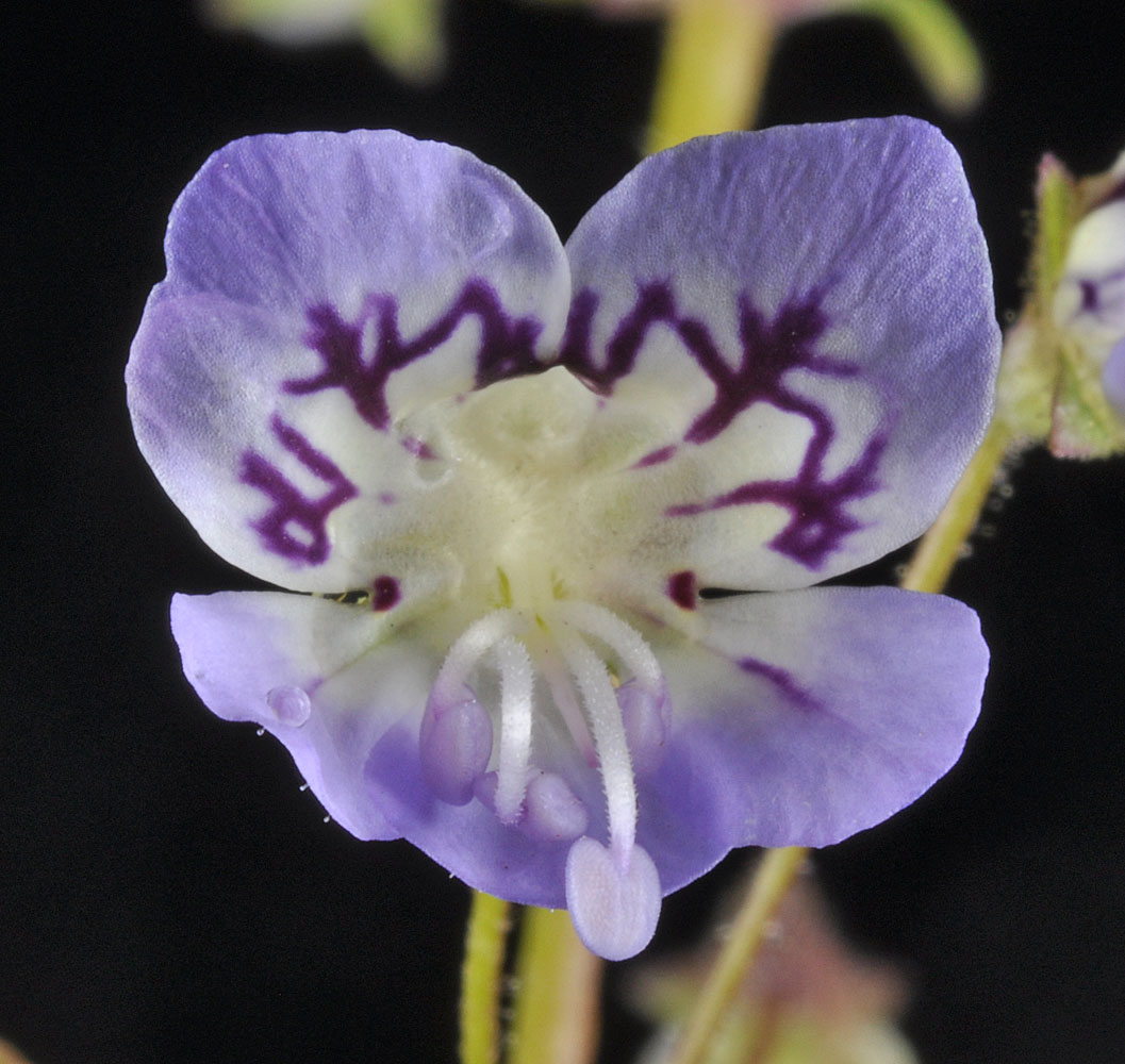 Flora of Eastern Washington Image: Tonella floribunda