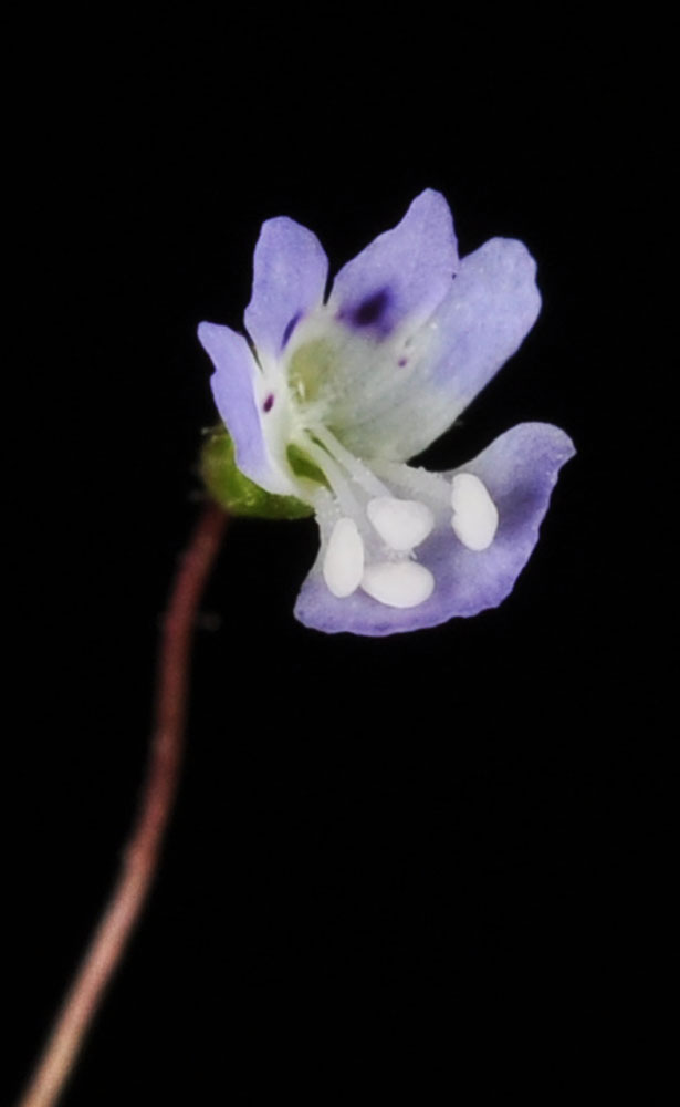 Flora of Eastern Washington Image: Tonella tenella
