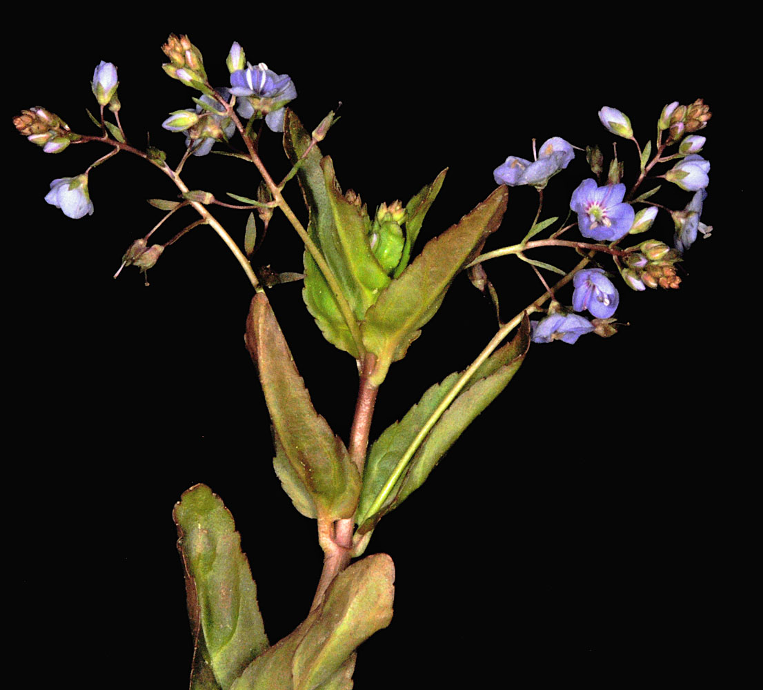 Flora of Eastern Washington Image: Veronica americana