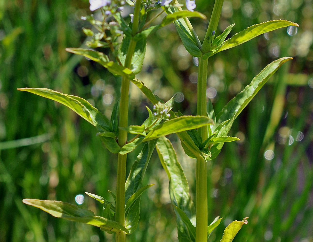 Flora of Eastern Washington Image: Veronica anagallis-aquatica