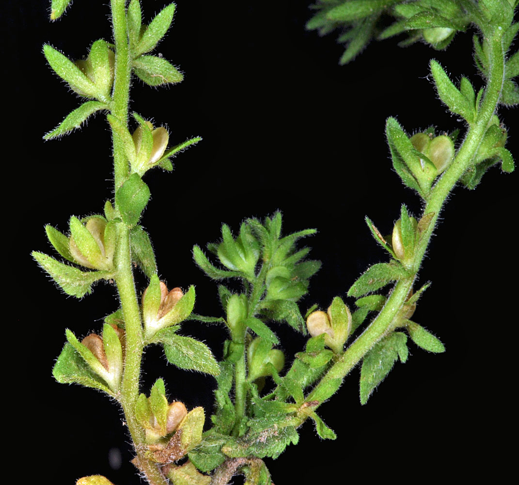 Flora of Eastern Washington Image: Veronica arvensis