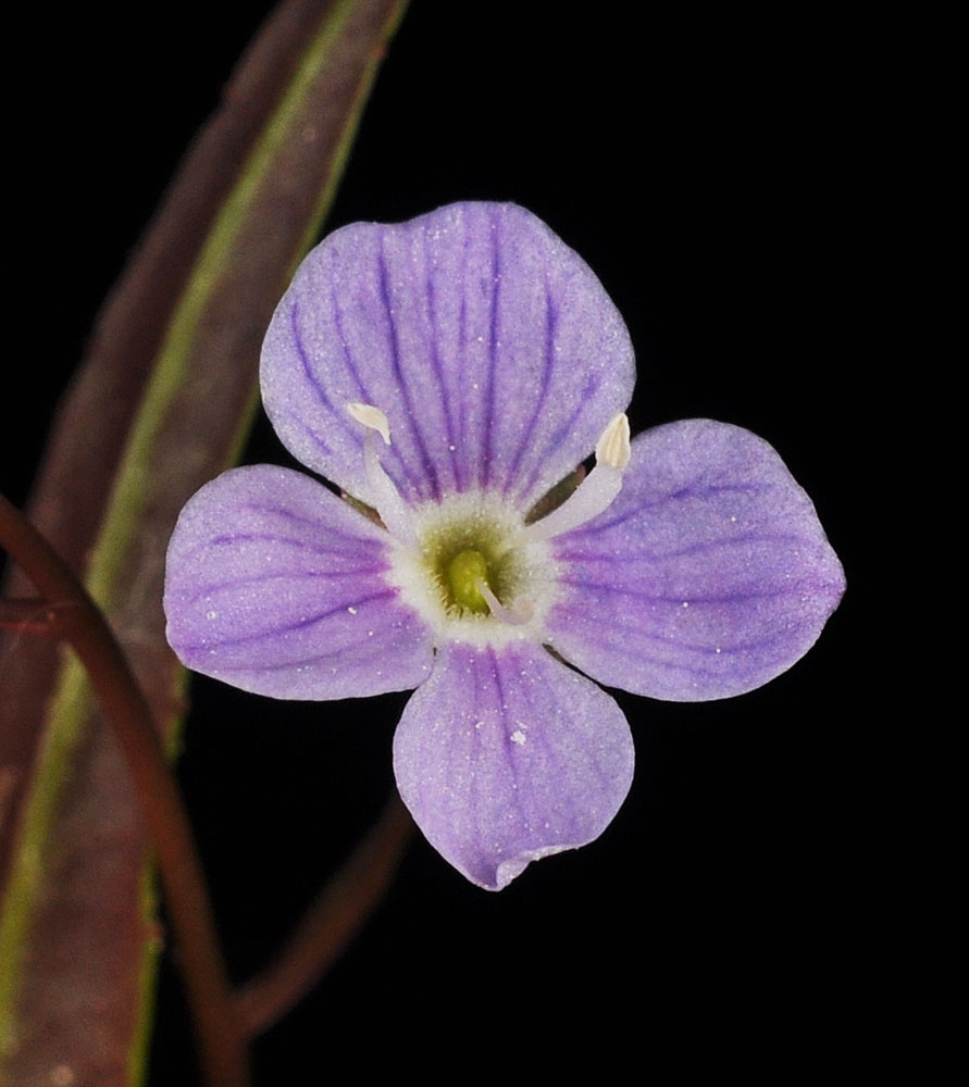 Flora of Eastern Washington Image: Veronica catenata