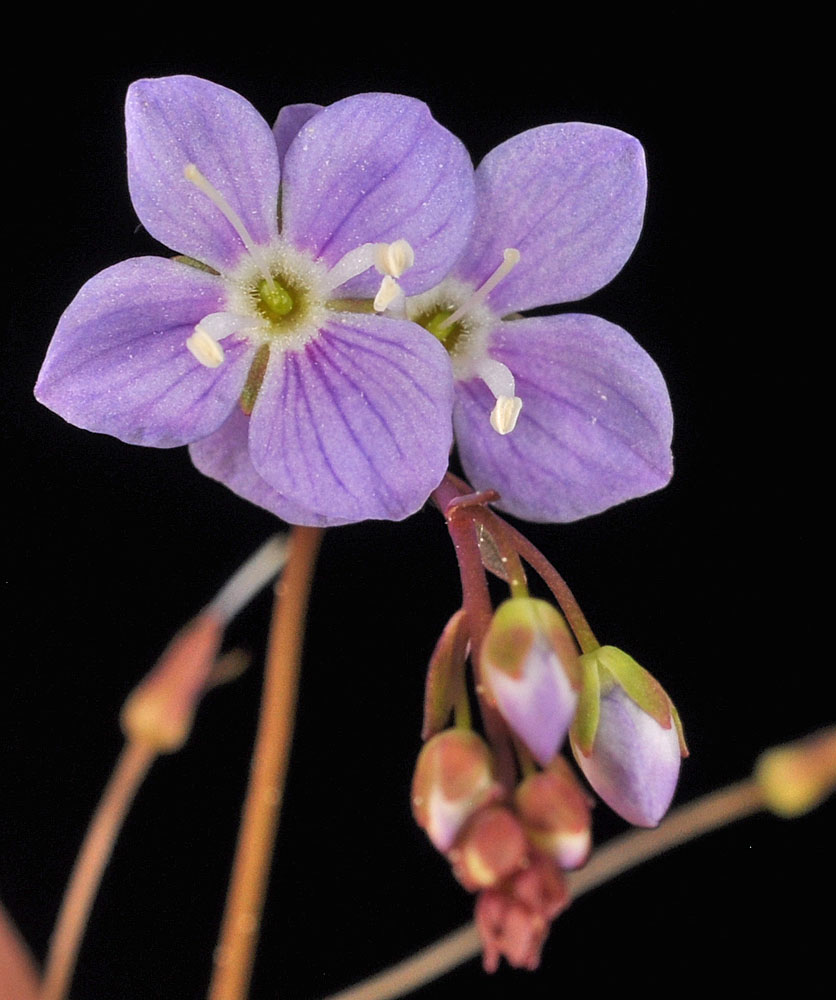 Flora of Eastern Washington Image: Veronica catenata
