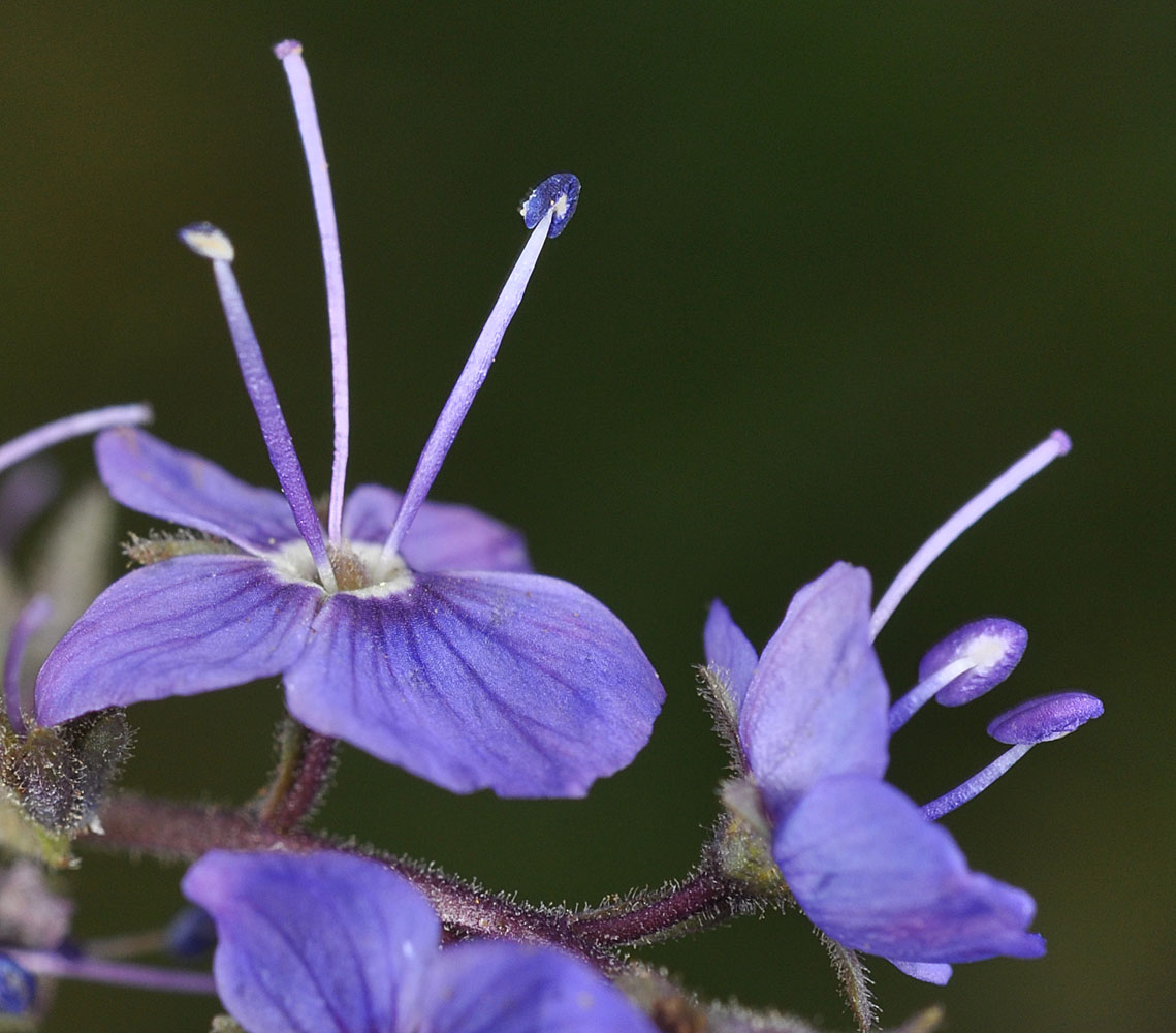 Flora of Eastern Washington Image: Veronica cusickii