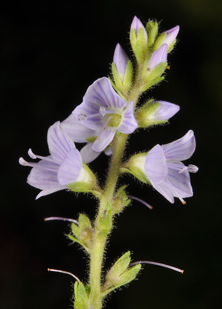 Flora of Eastern Washington Image: Veronica officinalis