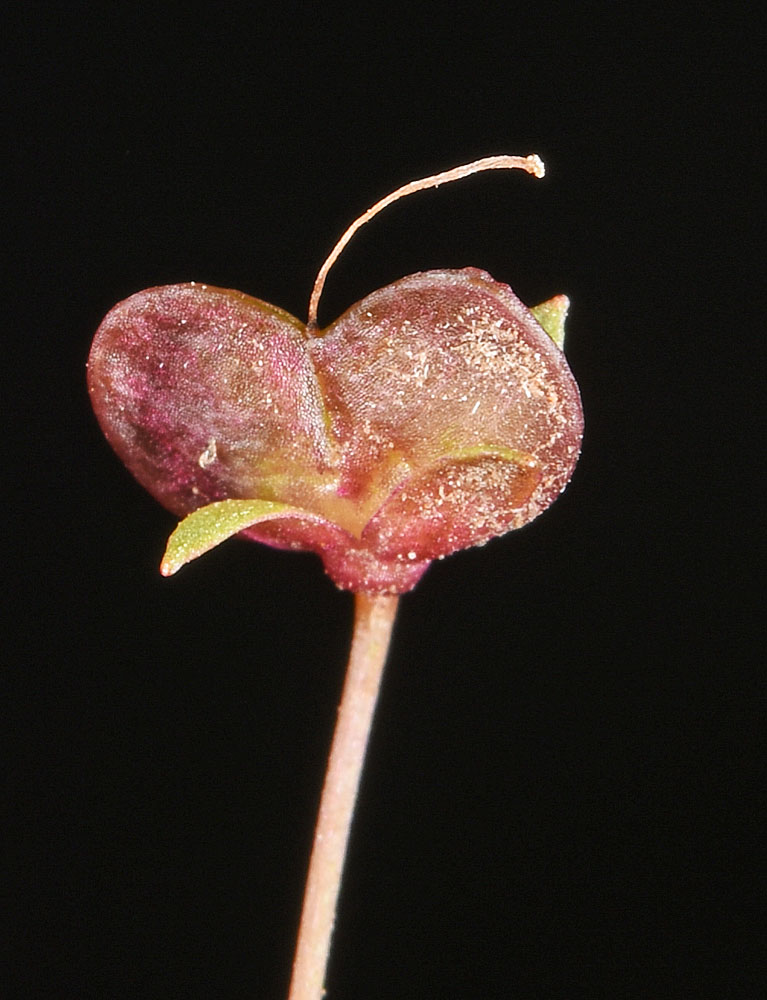 Flora of Eastern Washington Image: Veronica scutellata