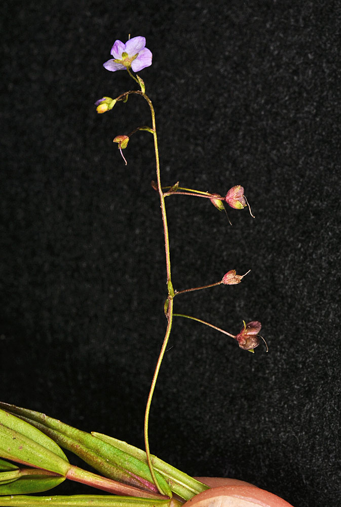 Flora of Eastern Washington Image: Veronica scutellata