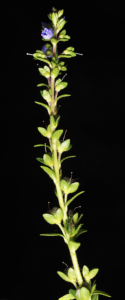 Flora of Eastern Washington Image: Veronica serpyllifolia