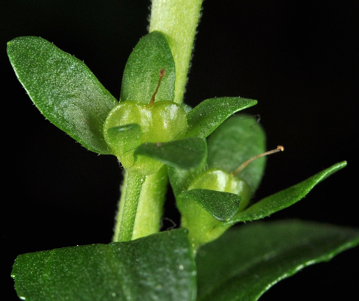 Flora of Eastern Washington Image: Veronica serpyllifolia