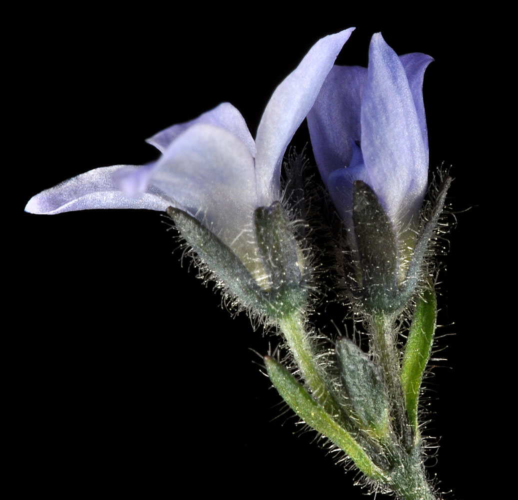 Flora of Eastern Washington Image: Veronica wormskjoldii