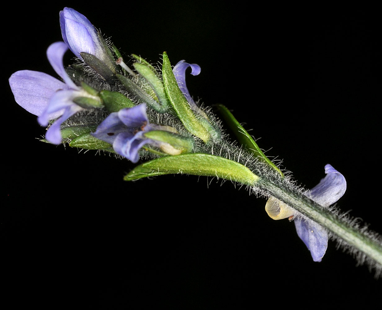 Flora of Eastern Washington Image: Veronica wormskjoldii