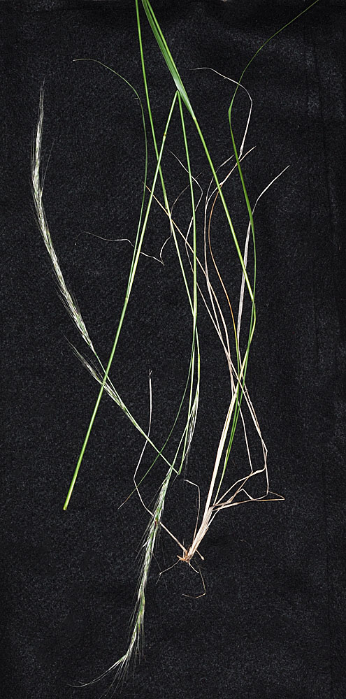 Flora of Eastern Washington Image: Achnatherum nelsonii