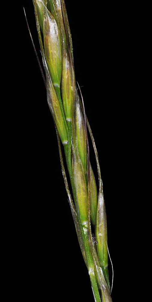 Flora of Eastern Washington Image: Achnatherum nelsonii
