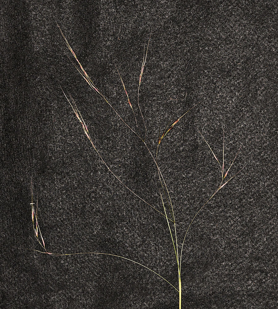 Flora of Eastern Washington Image: Achnatherum richardsonii