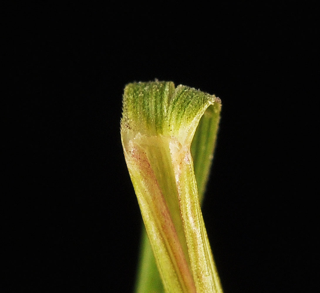 Flora of Eastern Washington Image: Achnatherum richardsonii