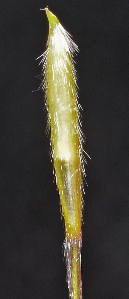Flora of Eastern Washington Image: Achnatherum thurberianum