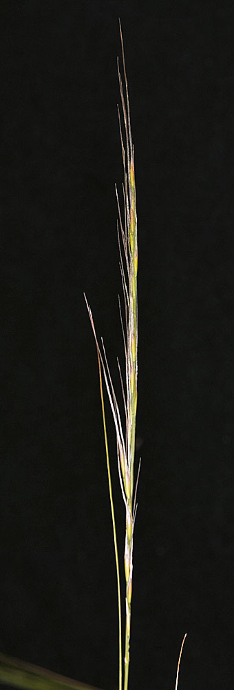 Flora of Eastern Washington Image: Achnatherum thurberianum