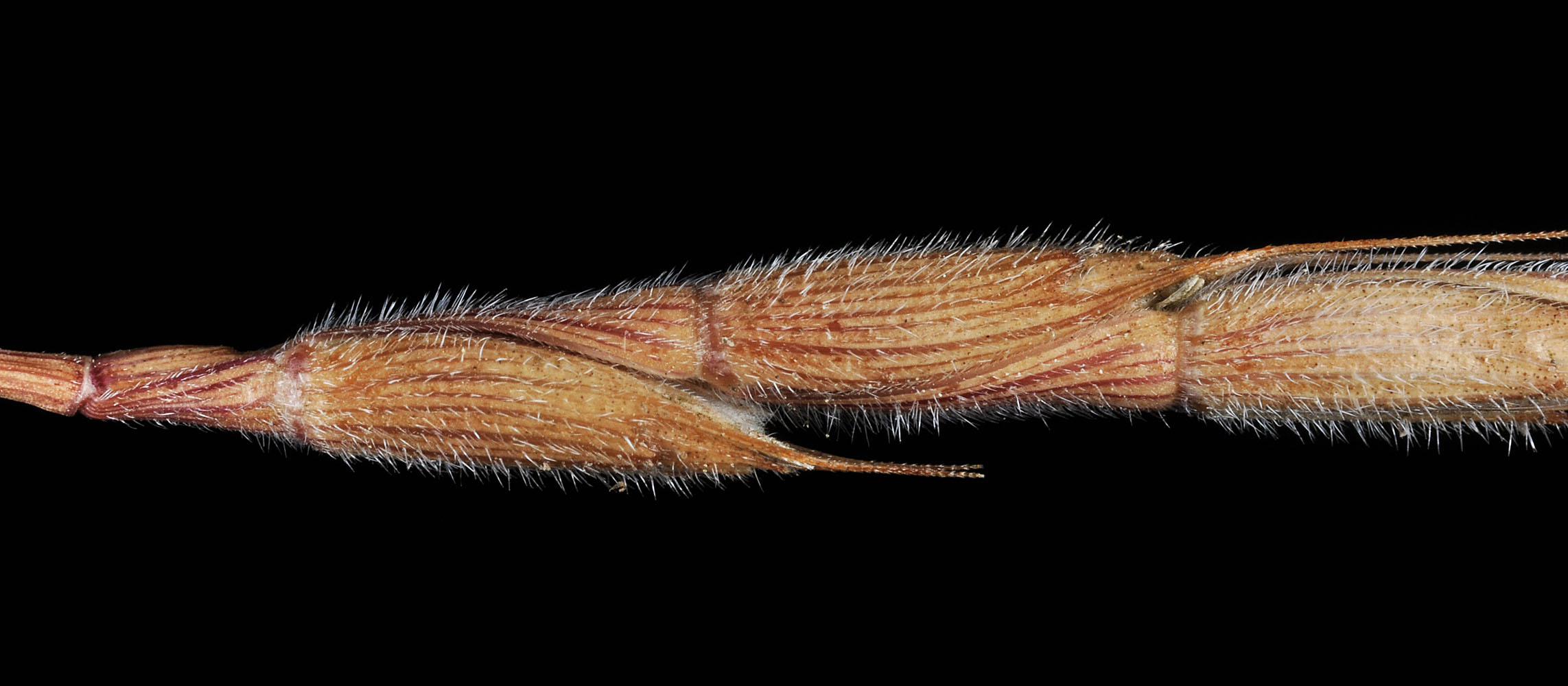 Flora of Eastern Washington Image: Aegilops cylindrica