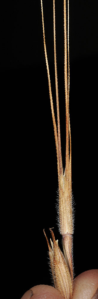 Flora of Eastern Washington Image: Aegilops cylindrica