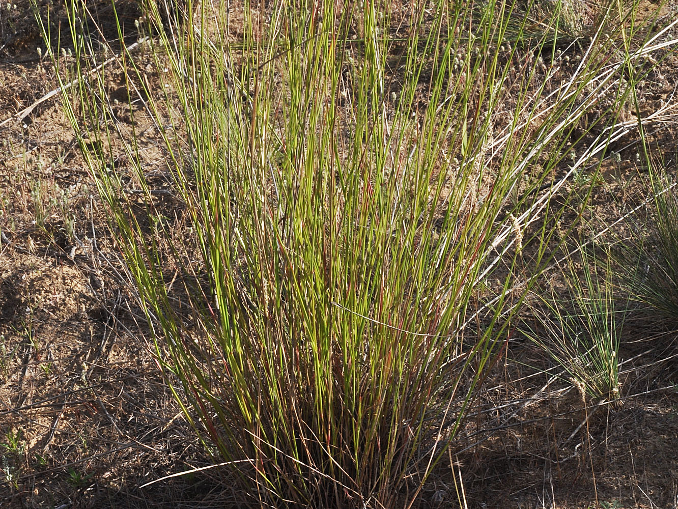Flora of Eastern Washington Image: Agropyron cristatum