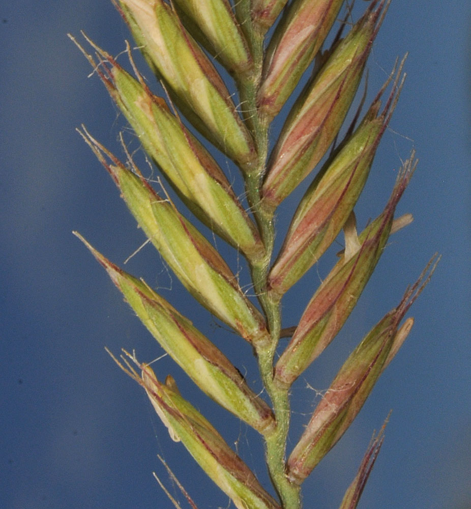 Flora of Eastern Washington Image: Agropyron cristatum
