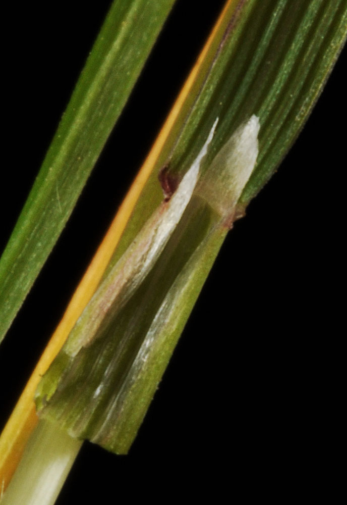 Flora of Eastern Washington Image: Agrostis scabra