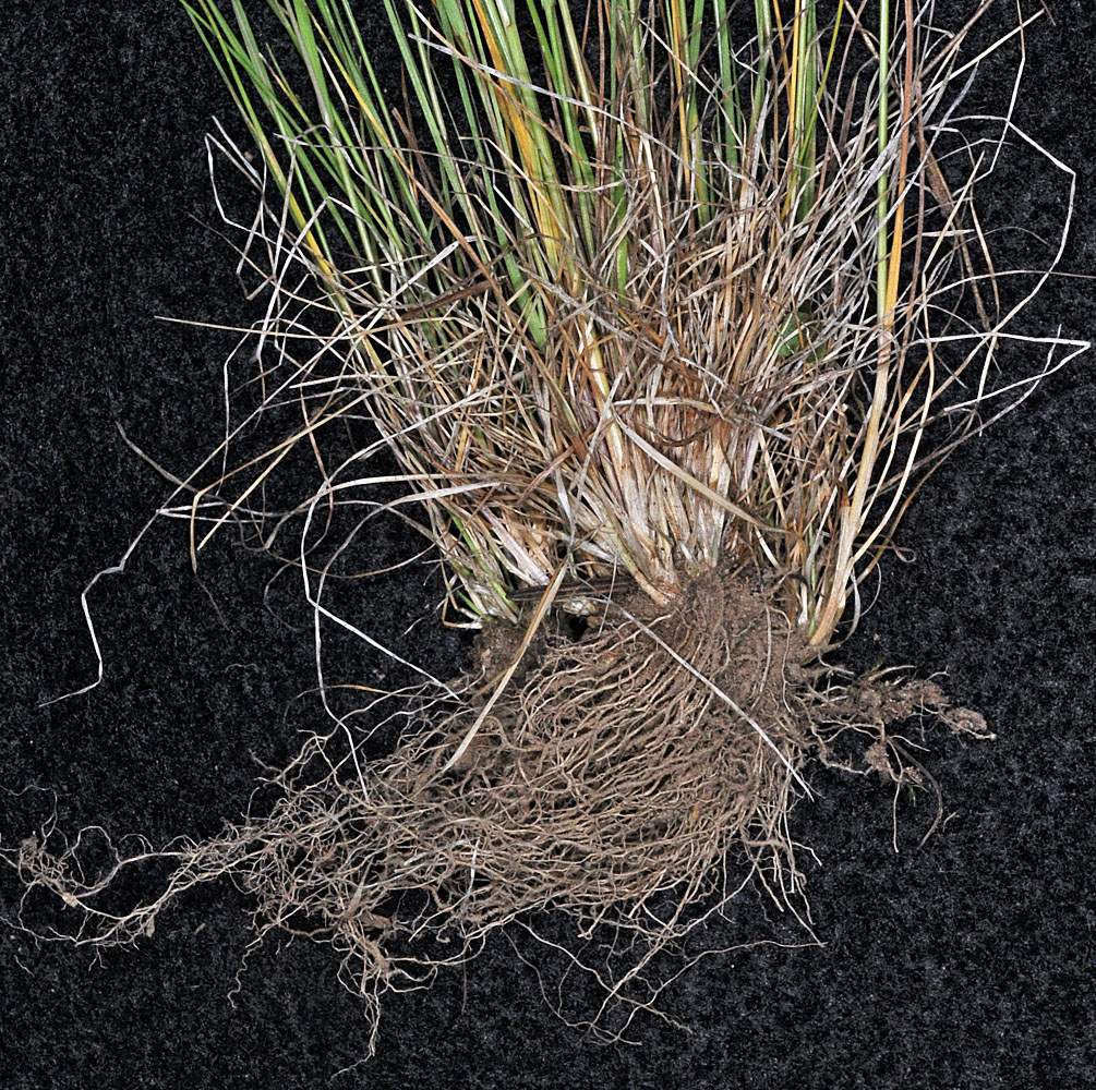 Flora of Eastern Washington Image: Agrostis scabra