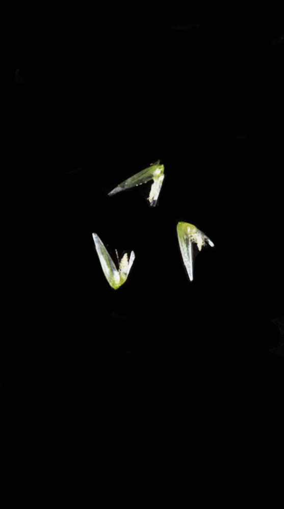 Flora of Eastern Washington Image: Agrostis stolonifera