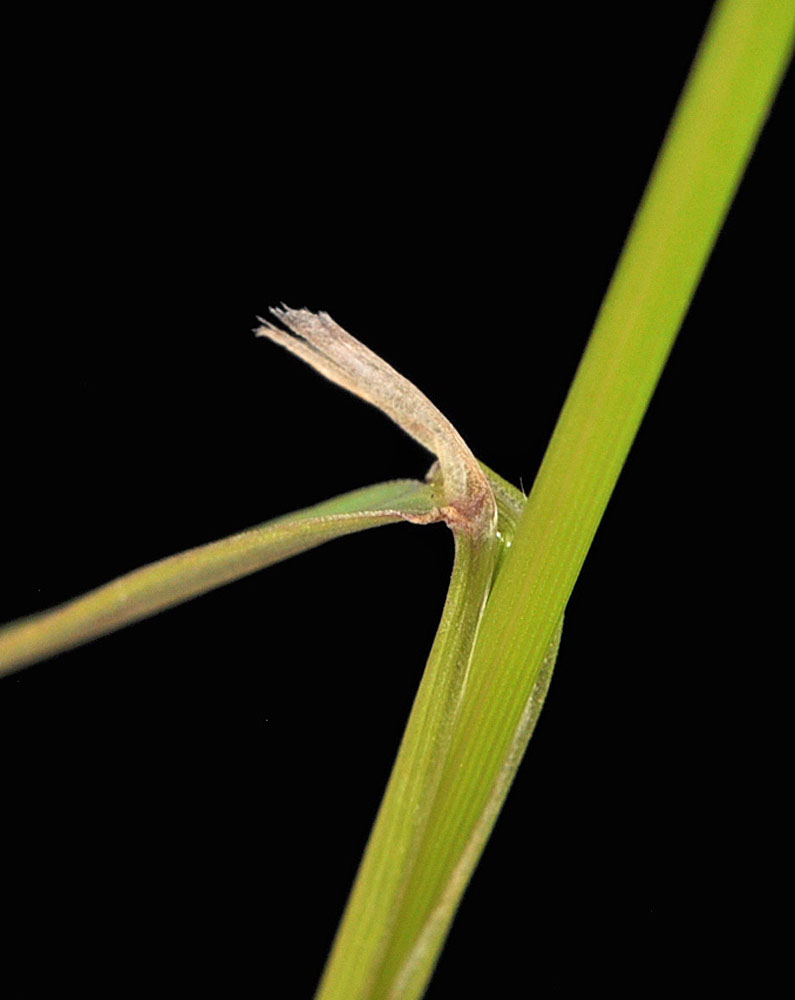 Flora of Eastern Washington Image: Agrostis stolonifera