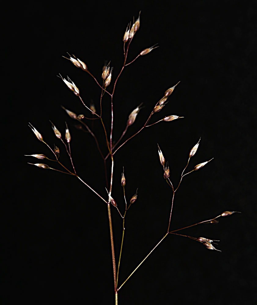 Flora of Eastern Washington Image: Aira caryophyllea