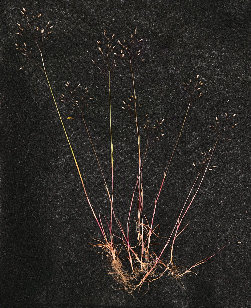 Flora of Eastern Washington Image: Aira caryophyllea