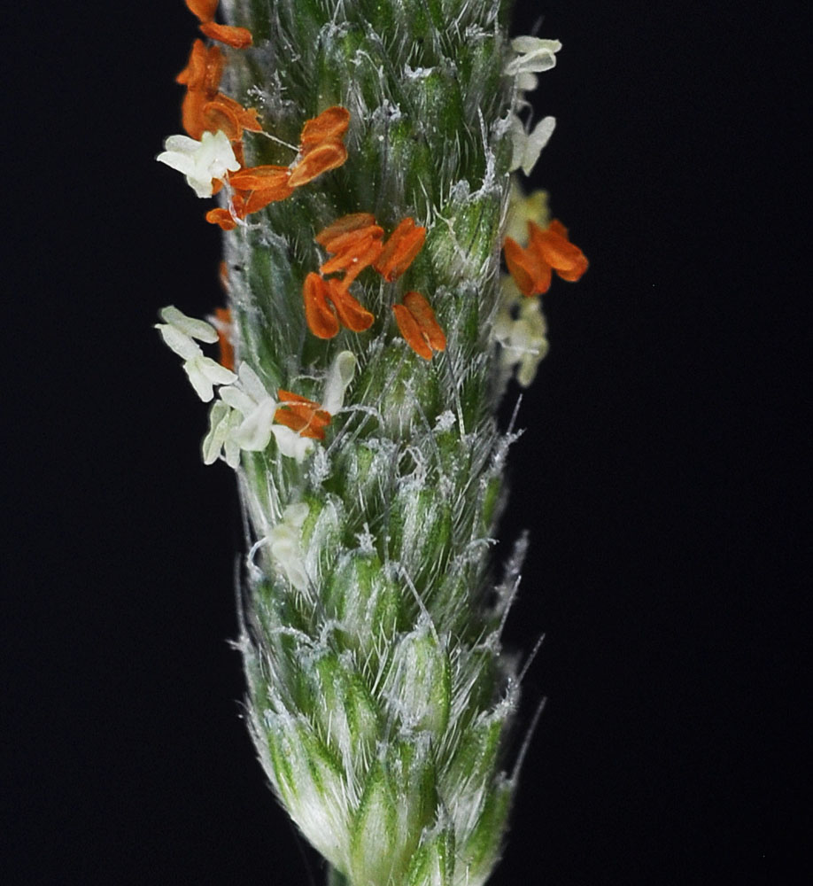 Flora of Eastern Washington Image: Alopecurus aequalis
