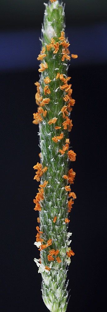 Flora of Eastern Washington Image: Alopecurus aequalis