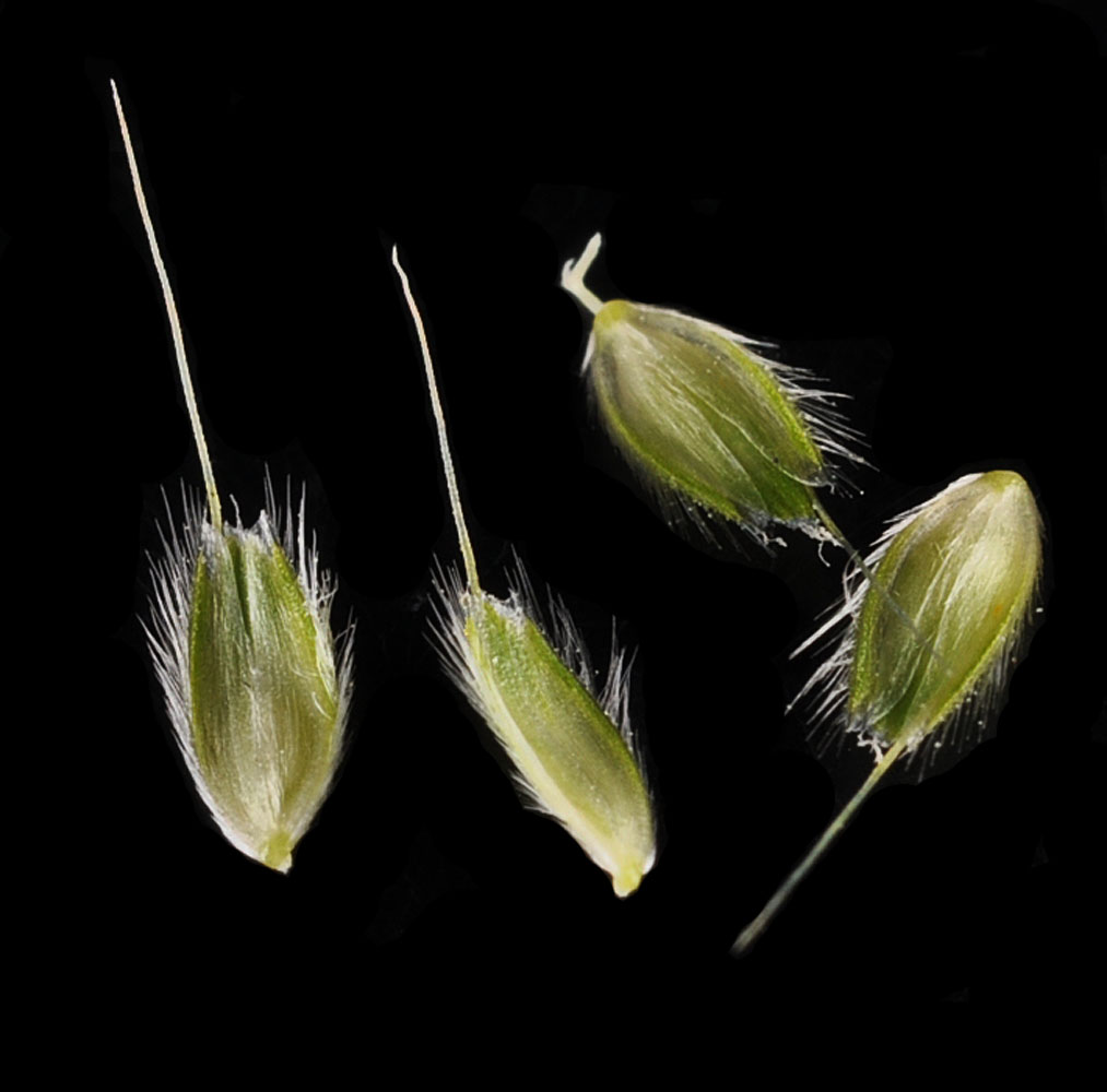 Flora of Eastern Washington Image: Alopecurus carolinianus
