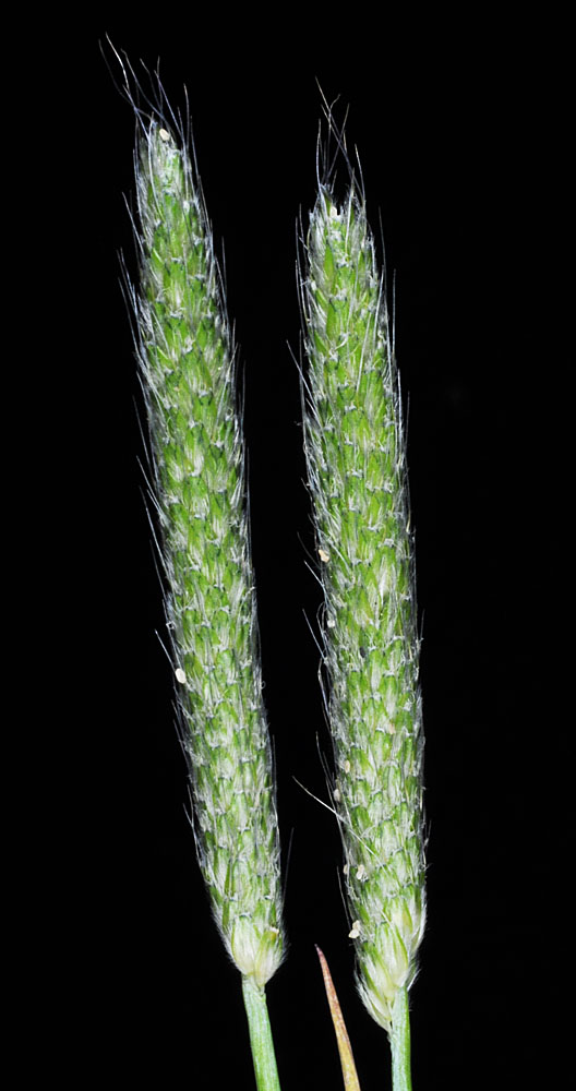 Flora of Eastern Washington Image: Alopecurus carolinianus