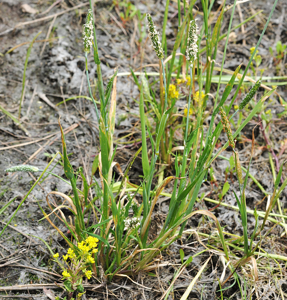 Flora of Eastern Washington Image: Alopecurus geniculatus