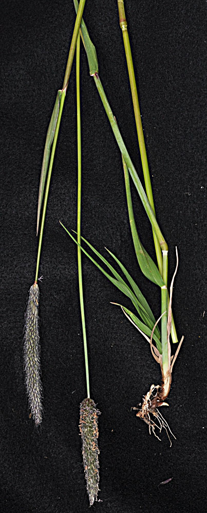 Flora of Eastern Washington Image: Alopecurus pratensis