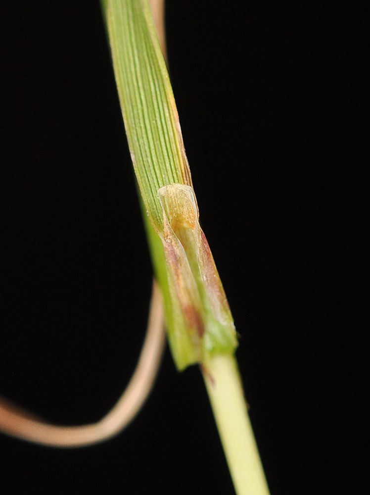 Flora of Eastern Washington Image: Alopecurus saccatus