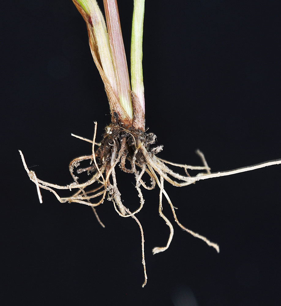 Flora of Eastern Washington Image: Alopecurus saccatus