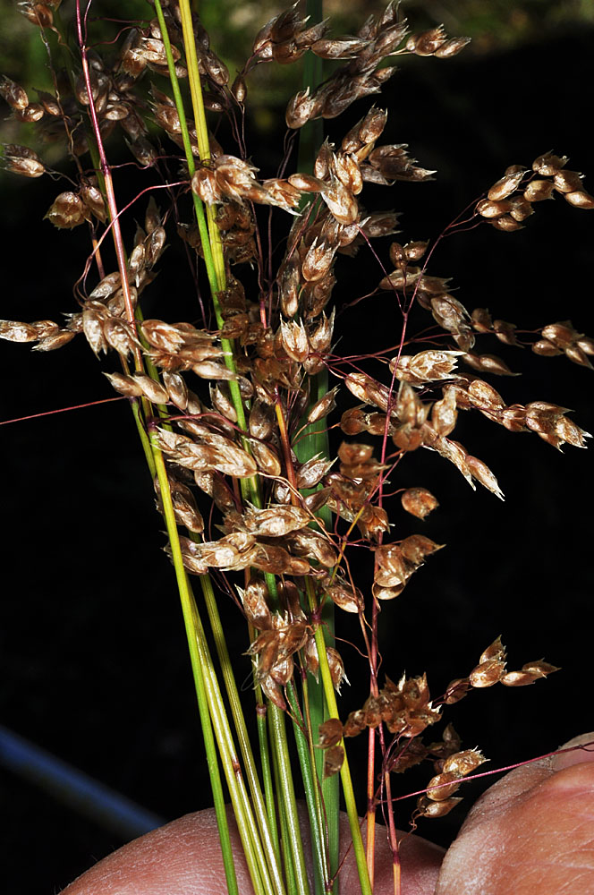 Flora of Eastern Washington Image: Anthoxanthum hirtum