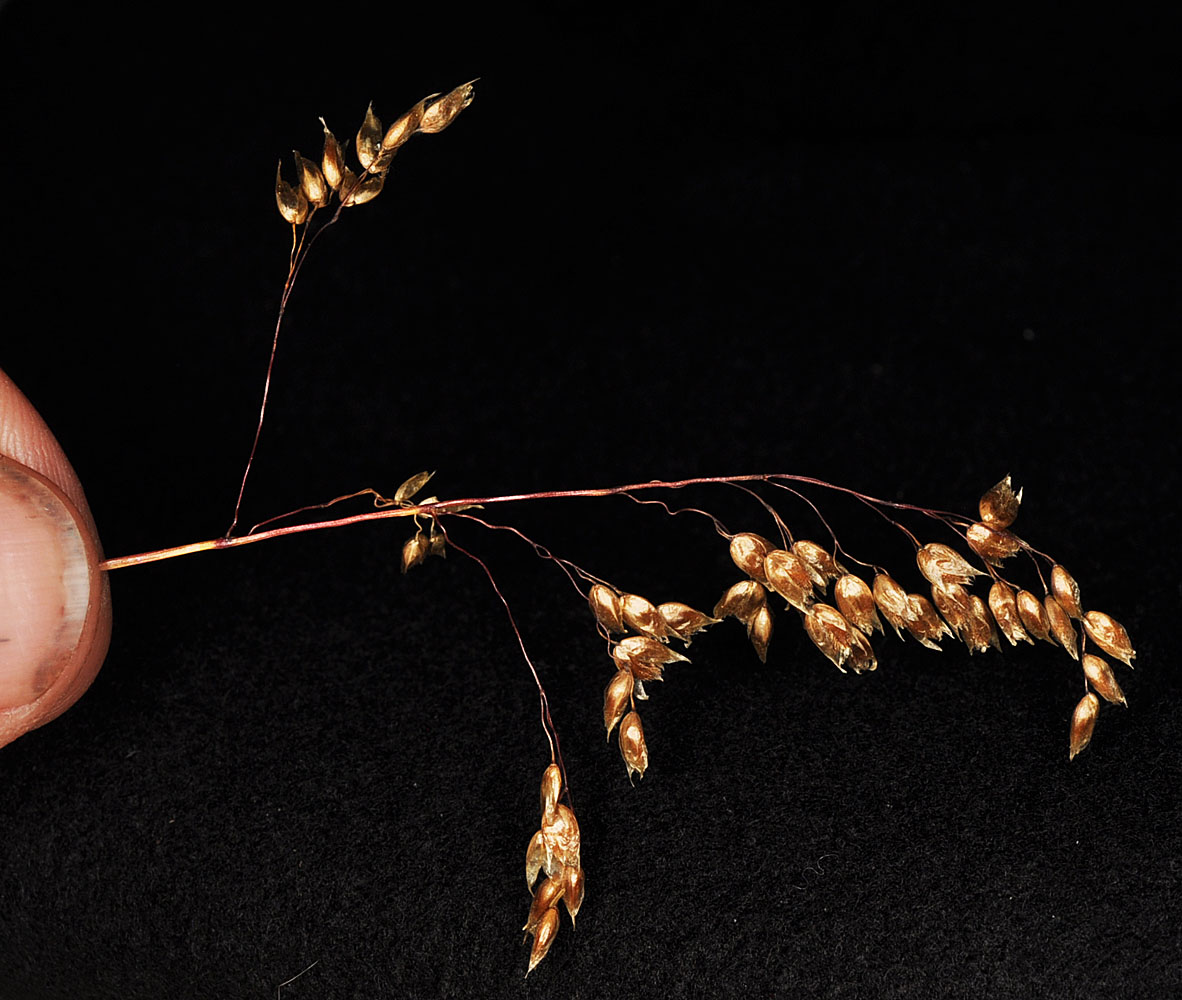 Flora of Eastern Washington Image: Hierochloe odorata