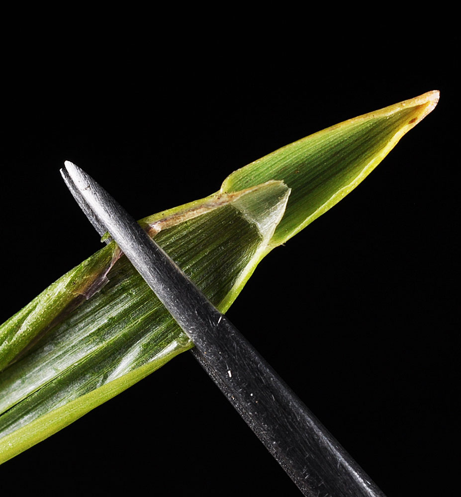 Flora of Eastern Washington Image: Hierochloe odorata