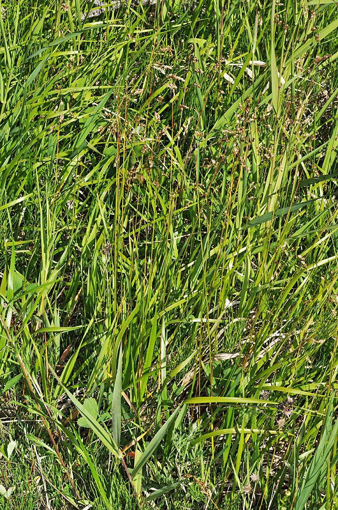Flora of Eastern Washington Image: Anthoxanthum hirtum