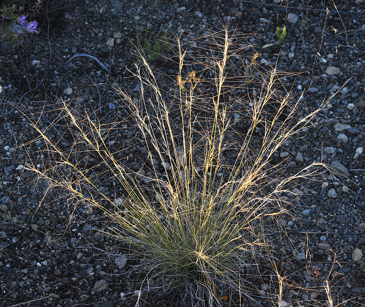 Flora of Eastern Washington Image: Aristida purpurea