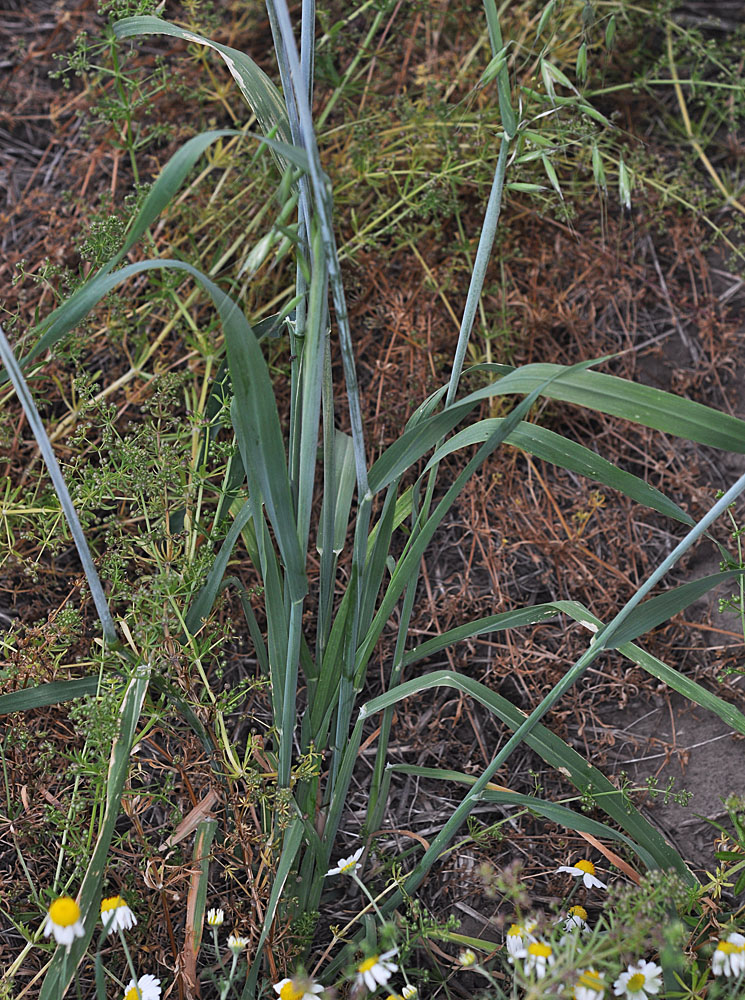 Flora of Eastern Washington Image: Avena fatua