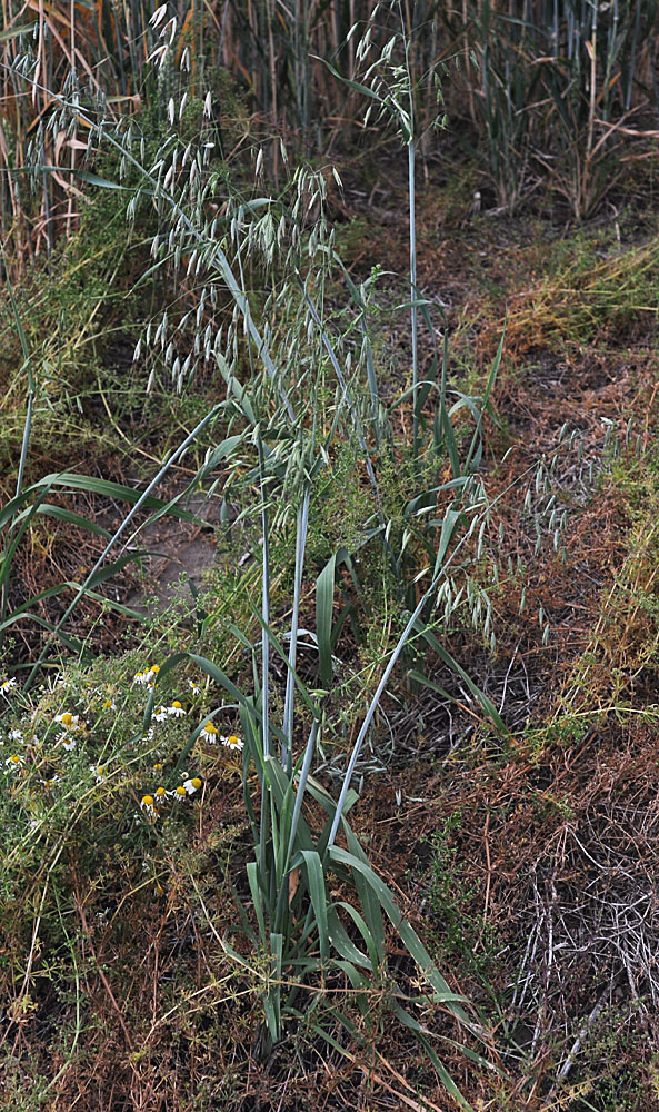 Flora of Eastern Washington Image: Avena fatua