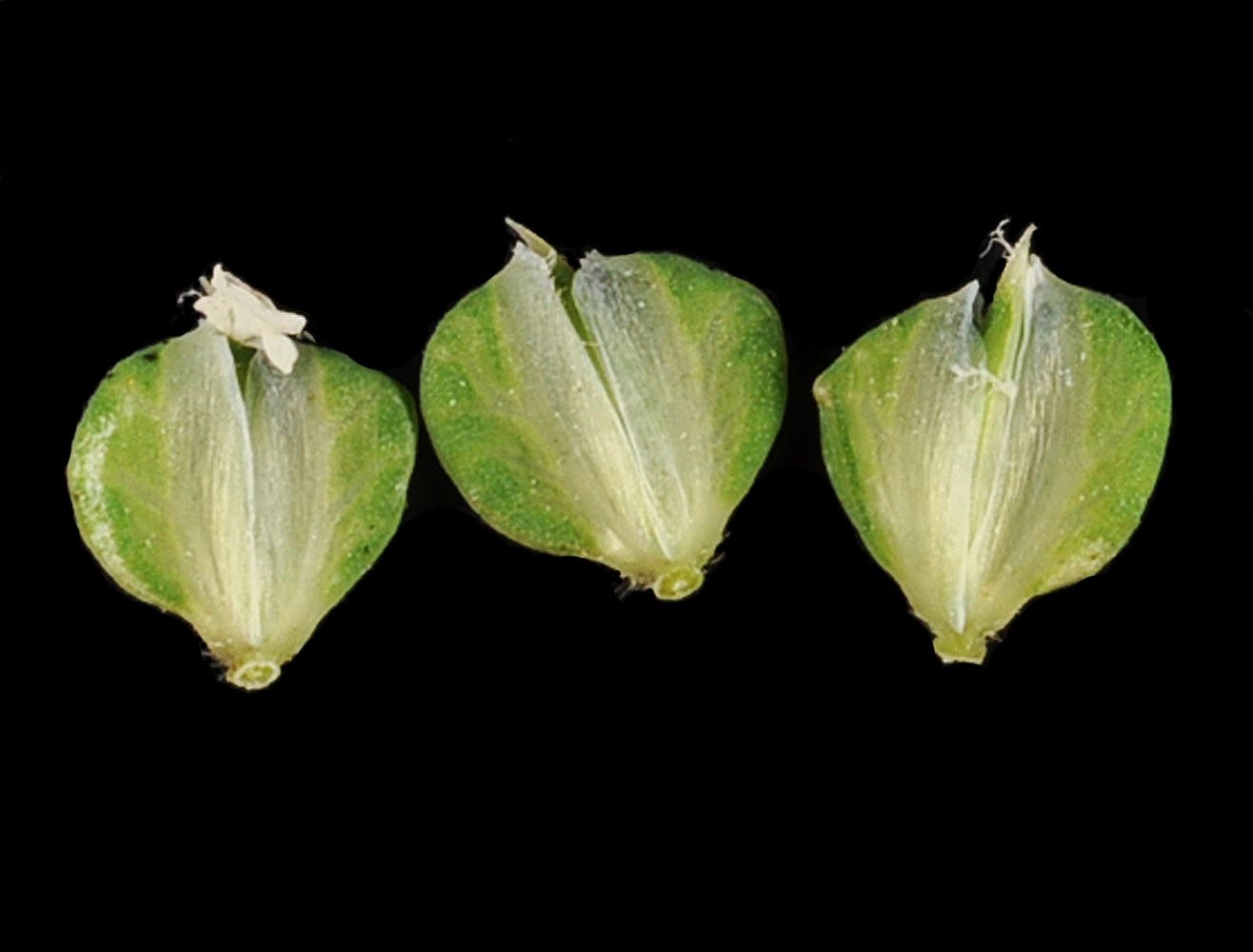 Flora of Eastern Washington Image: Beckmannia syzigachne